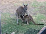 Quinninup Eco Tourist Park - Quinninup: the parks pet roo Sweetpea feeding her baby peter.