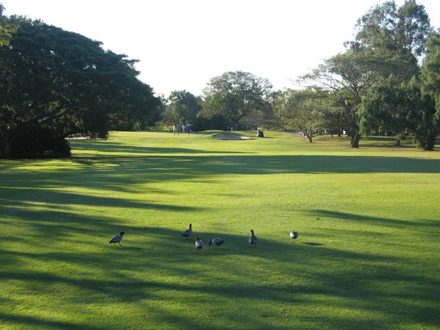 Rockhampton Golf Course - Rockhampton: Ducks on the fairway Hole 6