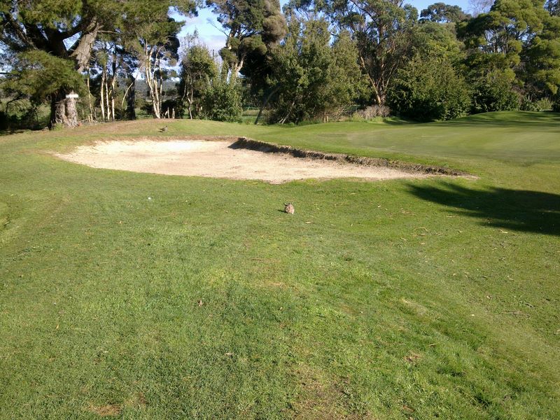 Seabrook Golf Club Inc. - Wynyard: Approach to the green on Hole 1 with friendly rabbit