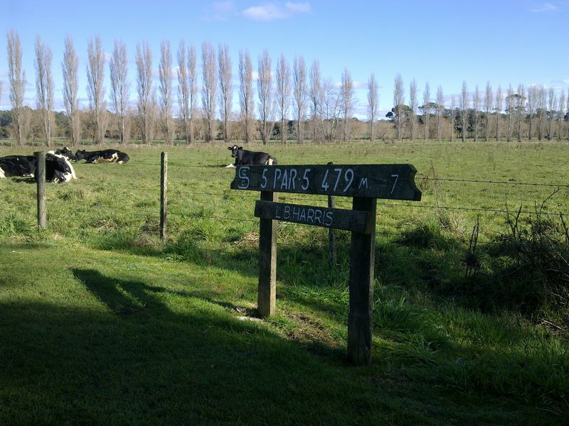 Seabrook Golf Club Inc. - Wynyard: Hole 5 Par 5, 479 metres.  The cows are definitely non plussed by golfers.