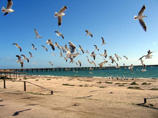 Smoky Bay Caravan Park - Smoky Bay: Lots of seagulls