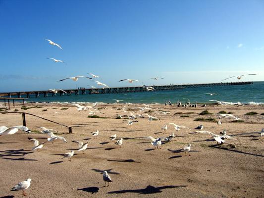Smoky Bay Caravan Park - Smoky Bay: Seagulls