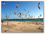 Smoky Bay Caravan Park - Smoky Bay: Lots of seagulls