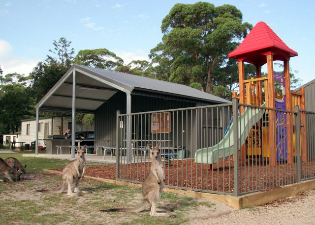 BIG4 South Durras Holiday Park - South Durras: Kangaroos frequently visit