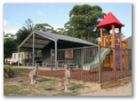 BIG4 South Durras Holiday Park - South Durras: Kangaroos frequently visit