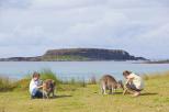 Murramarang Beachfront Nature Resort - South Durras: Kangaroos