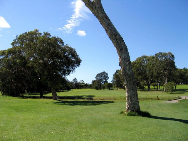 South West Rocks Golf Course - South West Rocks: Trees down the center of fairway 8