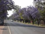 Pelican Rest Tourist Park - St George: Jacaranda trees lining St George streets