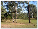 St Lucia Golf Links - St Lucia Brisbane: If you stray to the left then these trees are a barrier to the green