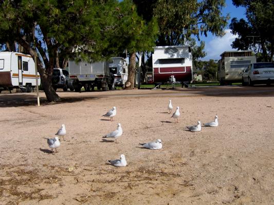 Streaky Bay Foreshore Tourist Park - Streaky Bay: Powered sites for caravans with water views