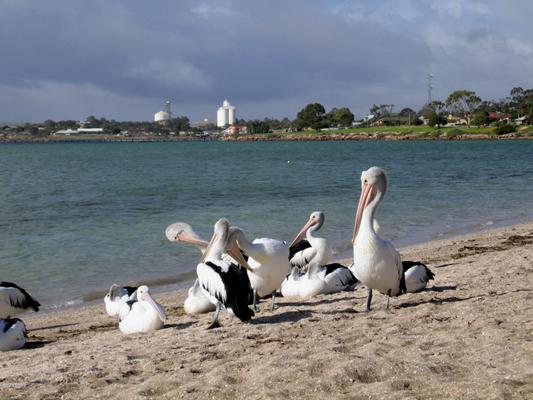 Streaky Bay Foreshore Tourist Park - Streaky Bay: Pelicans at Streaky Bay