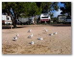 Streaky Bay Foreshore Tourist Park - Streaky Bay: Powered sites for caravans with water views
