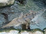 Alex Beach Cabins & Tourist Park - Alexandra Headland: Johnsons river croc at underwater world