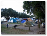 Noosa River Caravan Park - Noosaville: Lots of space for tents and campers