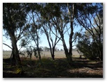 Murray Downs Golf & Country Club - Swan Hill: Open paddocks beside the course