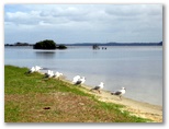 Swansea Gardens Lakeside Holiday Park - Swansea: Seagulls on Lake Macquarie which is adjacent to the park
