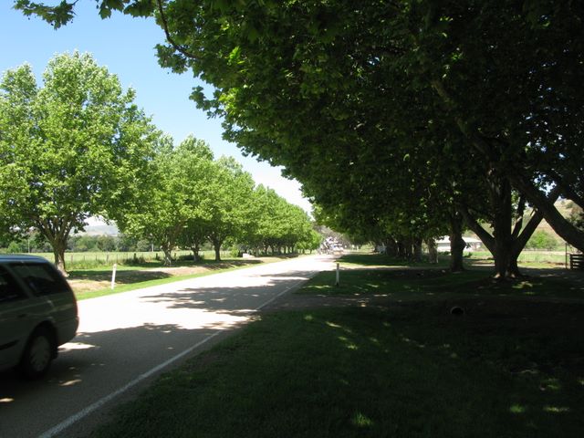 Swifts Creek Caravan and Tourist Park - Swifts Creek: Avenue of trees as you enter the town.