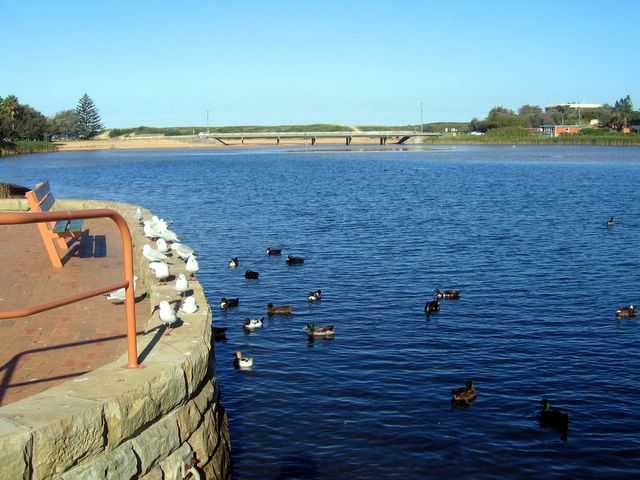 BIG4 Sydney Lakeside Holiday Park - Narrabeen: Ducks and seagulls on Lake Narrabeen