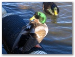BIG4 Sydney Lakeside Holiday Park - Narrabeen: Ducks on Lake Narrabeen