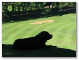 Teven Golf Course - Teven: Cleo, the course Mascot, guards the 1st green because it is close to the eating area where she can get spoilt.