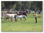 Tocumwal NSW - Tocumwal: Tocumwal NSW: Horses are a big part of life in Tocumwal