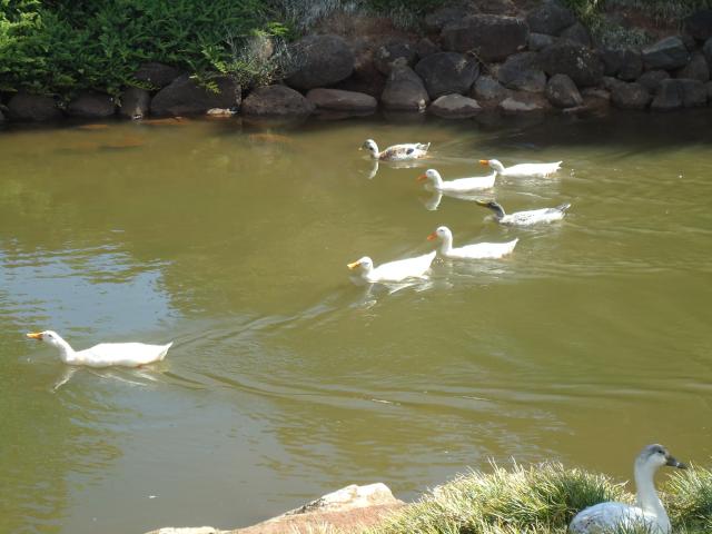 BIG4 Toowoomba Garden City Holiday Park - Toowoomba: Ducks at Japanese gardens. 