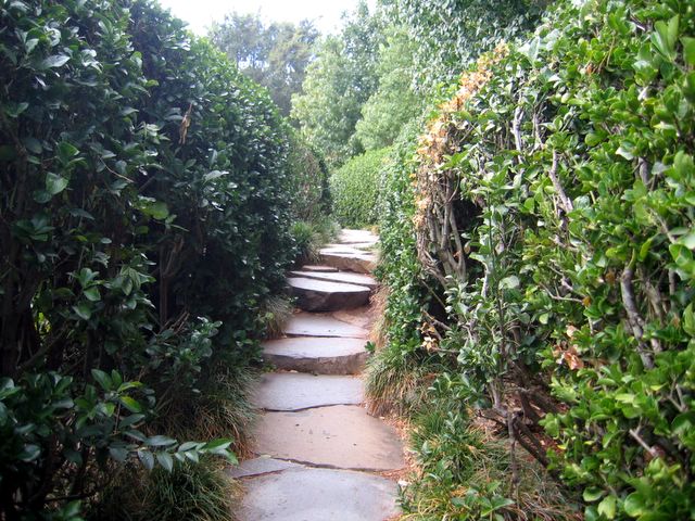 Japanese Garden - Toowoomba: Stone path among the hedges