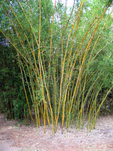 Japanese Garden - Toowoomba: Bamboo thrives in the garden