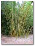 Japanese Garden - Toowoomba: Bamboo thrives in the garden