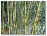 Japanese Garden - Toowoomba: Close view of healthy bamboo