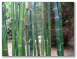 Japanese Garden - Toowoomba: Stately bamboo