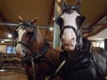 Jolly Swagman Caravan Park - Toowoomba: Model horses at Cob and Co
