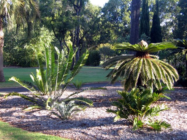Queens Park Garden - Toowoomba: 