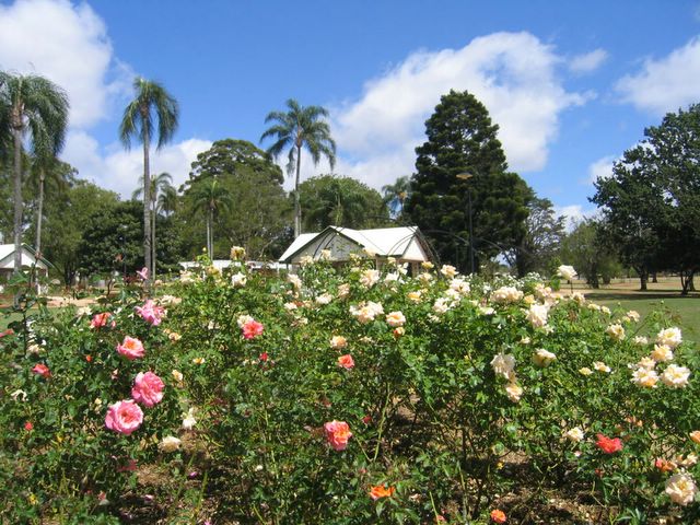 State Rose Garden Newton Park - Toowoomba: 