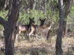 Torrington Caravan Park - Torrington: Deer coming in for feed 