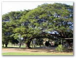 Townsville Golf Course - Townsville: A small sample of the magnificent trees on this course