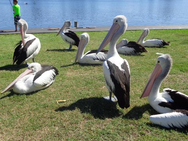 Great Lakes Holiday Park - Tuncurry: 