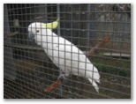 Country Road Caravan Park - Uralla: Friendly cockatoo in aviary