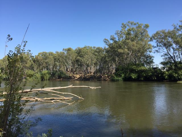 Willows Camping and Recreation Reserve - Wahgunyah: The magic of the river.