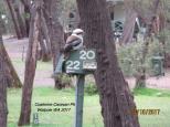 Coalmine Beach Holiday Park - Walpole: Lots of Kookaburras about