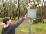 Coalmine Beach Holiday Park - Walpole: Can hand feed the kookaburras
