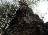 Upper Yarra Reservoir Park - Reefton: Awesome trees