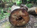 Upper Yarra Reservoir Park - Reefton: A large fallen log