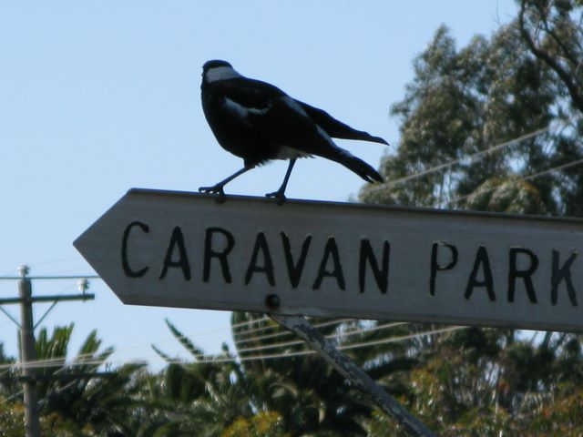 Warracknabeal Caravan Park - Warracknabeal: Magpie on Caravan Park sign
