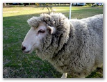 Macquarie Caravan Park - Warren: Barney the sheep keeps the grass under control