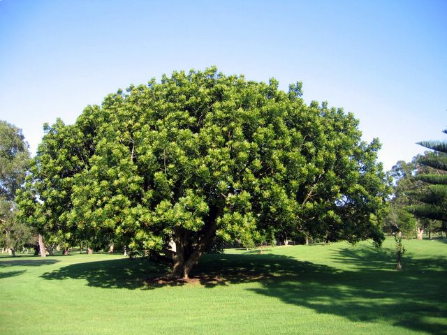 Warringah Golf Course - North Manly Sydney: One of the magnificent trees on Warringah Golf Course