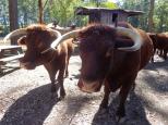 Breckenridge Farmstay - Wauchope: Devon Red x short horns Bullocks at Timbertown
