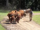 Breckenridge Farmstay - Wauchope: Craig with his bullock team showing what they can do.