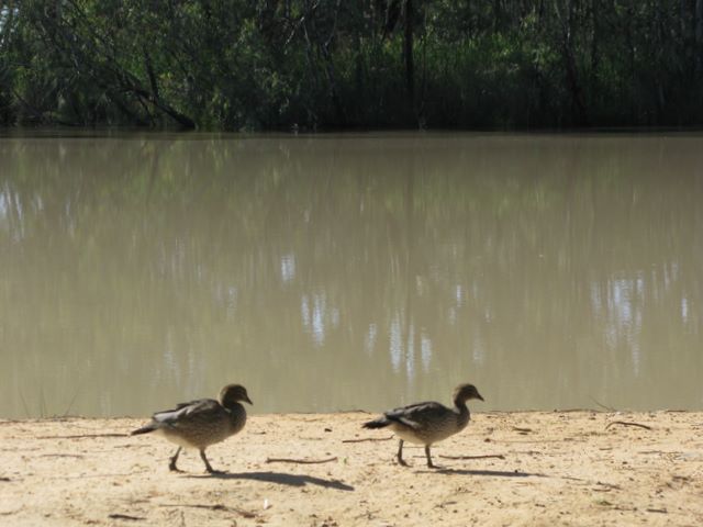 Willow Bend Caravan Park - Wentworth: Ducks by the river