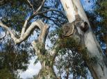 Willow Bend Caravan Park - Wentworth: parrots nesting in tree next to our c/van
